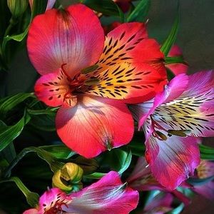 Bundle deal for diamondparadise